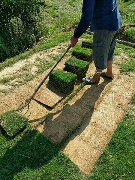 安徽草坪供应安徽草坪价格 