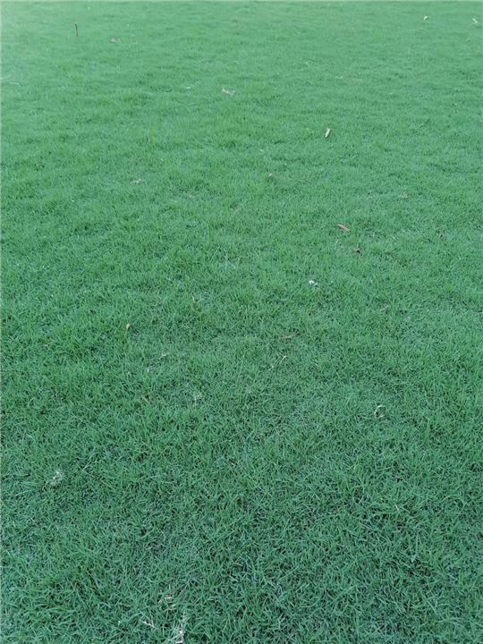 安徽草坪基地