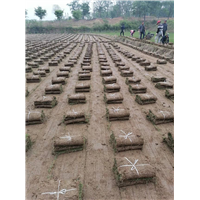 安徽草坪基地