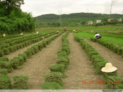 安徽草坪基地-马尼拉草坪供应 