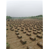 滁州草坪基地供应马尼拉草坪
