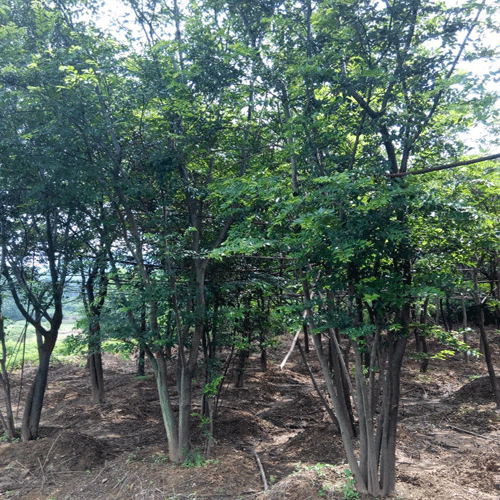 安徽草坪基地-供应朴树 
