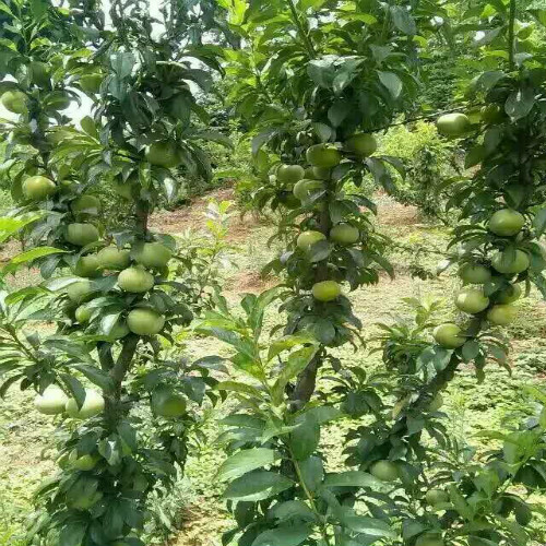 贵州蜂糖李√安顺蜂糖李苗√六马蜂糖李苗 
