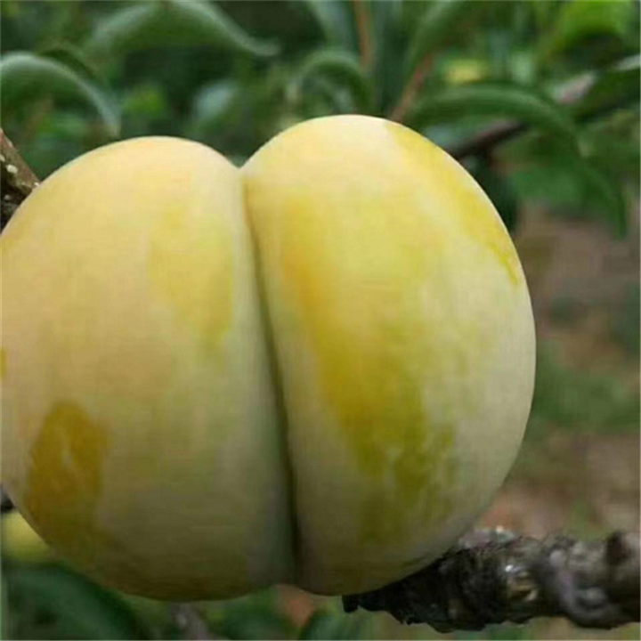 六马蜂糖李