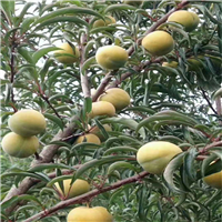 安顺六马蜂糖李