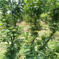 贵州蜂糖李√安顺蜂糖李苗√六马蜂糖李苗 