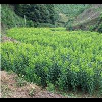 贵州蜂糖李√安顺蜂糖李苗√六马蜂糖李苗