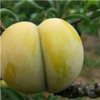 六马蜂糖李