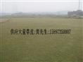 湖南马尼拉草 / 湖南马尼拉草/价格/湖南马尼拉草批发/供应湖南马尼拉草 