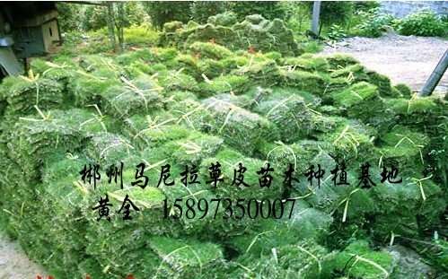 湖南（马尼拉草皮）郴州（马尼拉草坪） 
