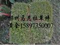 江西马尼拉草坪（江西草皮）江西马尼拉草皮价格 