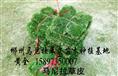 供应贵州草坪（贵州草皮）批发贵州马尼拉草皮 