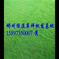 江西绿化草坪价格 