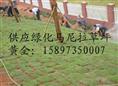 （马尼拉草坪价格=供应马尼拉草皮） 