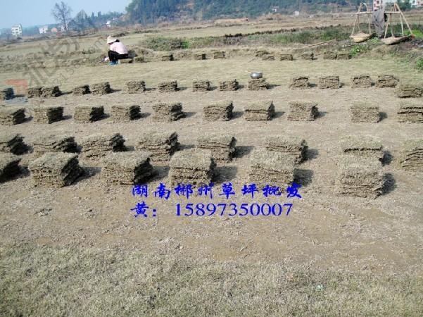 ↘↙湖南马尼拉草坪↘↙郴州马尼拉草坪↘↙湖南郴州马尼拉草坪基地↘↙ 