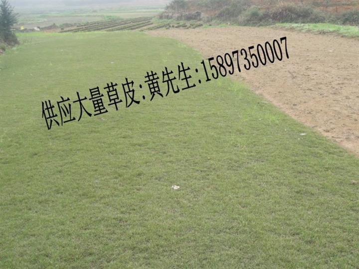 湖北草皮--湖北绿化草皮-湖北草坪价格 