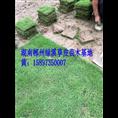 【马尼拉草坪】价格 