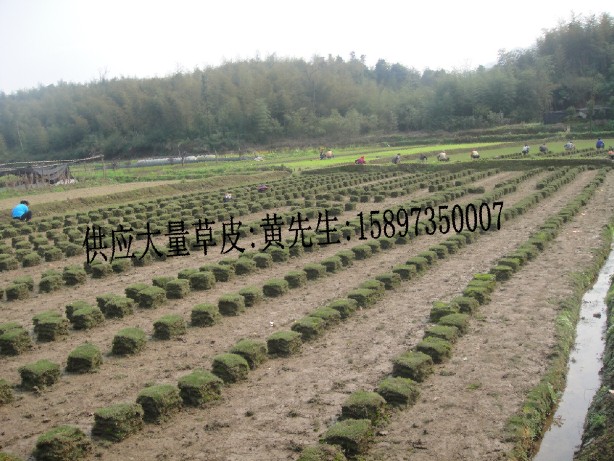 荆门草皮（荆门马尼拉草皮=荆门草坪）价格 