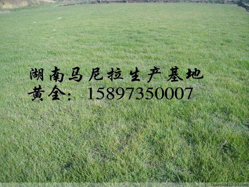 ##百度知道##湖南郴州草坪价格，湖南草坪，15897350007 