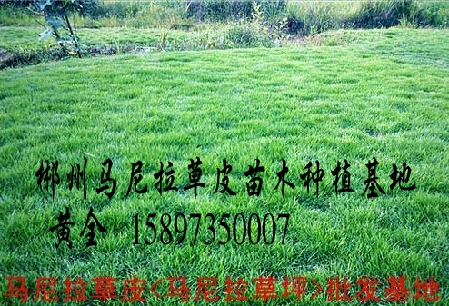 四川草皮**价格  四川草坪 