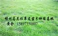 （湖南草皮）湖南草皮报价（供应湖南绿化草皮） 