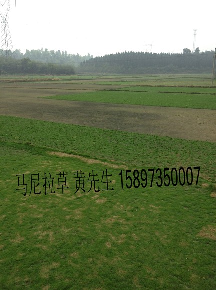 供应云南马尼拉草皮（云南草皮价格）云南马尼拉草皮行情 