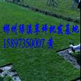 **云南马尼拉草坪行情 