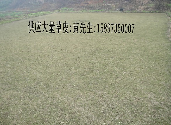 湖南绿化草皮(郴州绿化草坪)绿化草皮价格 