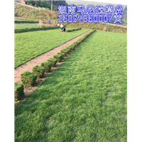 **【马尼拉草】【马尼拉草】价格 