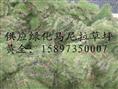 园林绿化草坪=高速公路绿化草皮=湖南郴州绿化草坪 