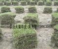 【推荐】湖南郴州马尼拉草坪批发价↑郴州草坪批发基地↓马尼拉草坪供应基地 