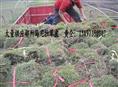 湖南草皮（马尼拉草皮厂家）绿化草皮供应 