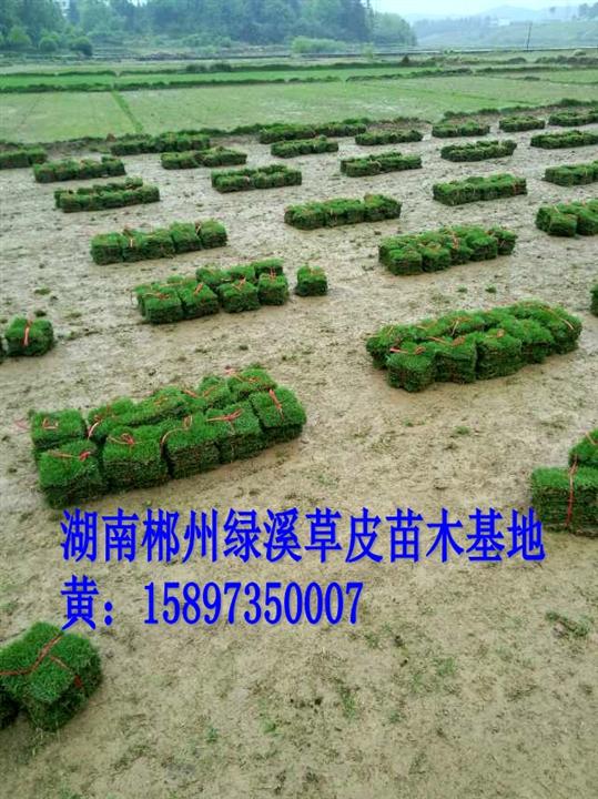 2015**马尼拉草皮价格 