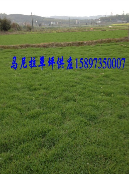 新马尼拉草坪价格及行情 