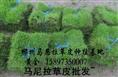 郴州草皮（郴州草坪行情）湖南郴州草坪（郴州草皮报价） 