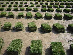 四川马尼拉草=四川马尼拉草（新价格） 