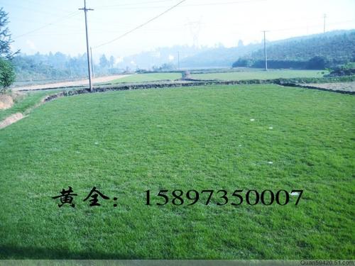 百度知道：湖南草皮|郴州草皮|湖南郴州草皮|郴州草皮价格|湖南草皮价格01 