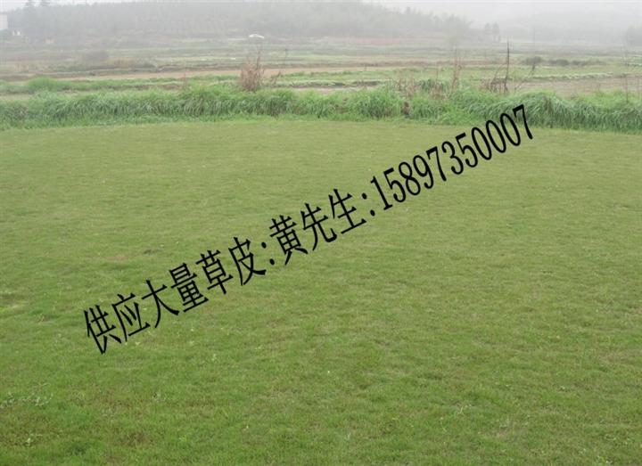 `【2.5元/㎡】湖南郴州马尼拉草坪基地 - 马尼拉草坪、马尼拉草坪 