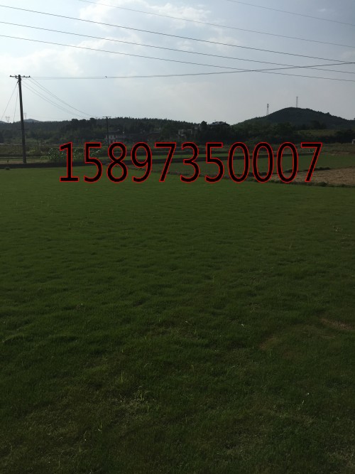贵州草坪/贵州草坪基地/贵州草坪价格 