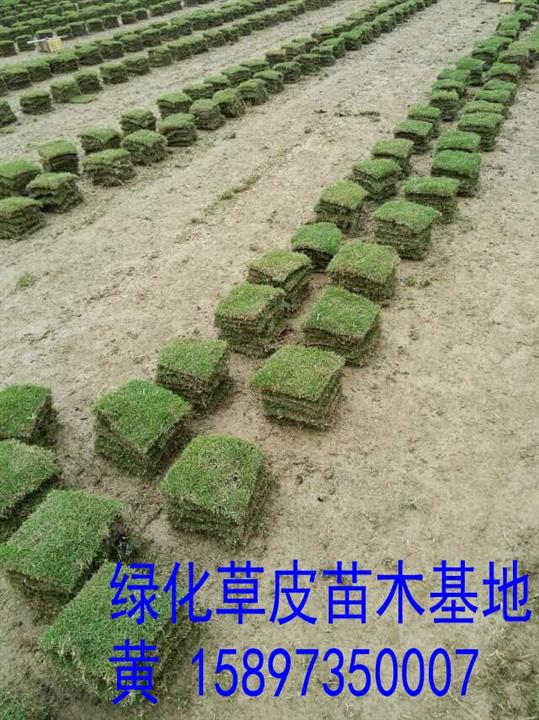 郴州马尼拉草皮规格 