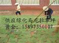 马尼拉草皮+马尼拉草坪+马尼拉草皮价格+马尼拉草坪价格 