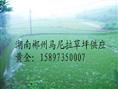马尼拉草坪/湖南马尼拉草坪/（马尼拉草皮价格/郴州马尼拉草皮） 