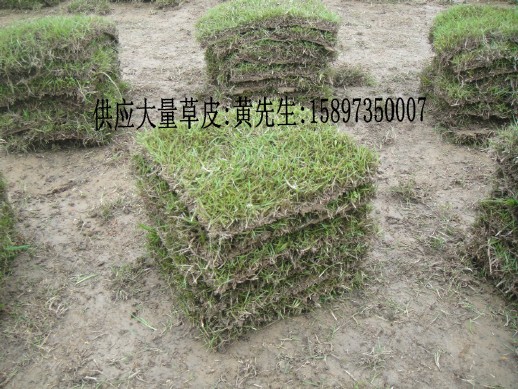 马尼拉草坪进入冬季状态打造2013**批全新品牌 