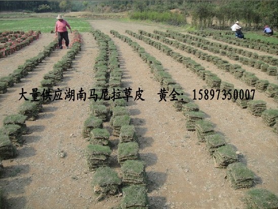 湖南马尼拉草坪==湖南草皮价格==湖南郴州草皮 
