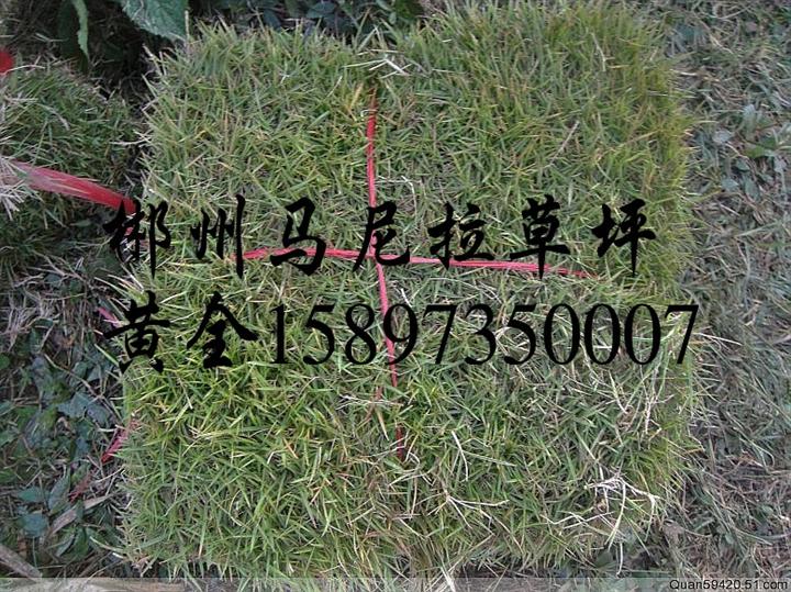 重庆马尼拉草坪（重庆马尼拉草坪价格）重庆草坪，重庆绿化草皮 