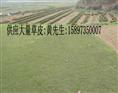 江西马尼拉草坪 