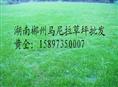 云南马尼拉草皮(云南马尼拉草坪)昆明马尼拉草 