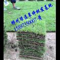 【湖北草皮】湖北马尼拉草皮价格 