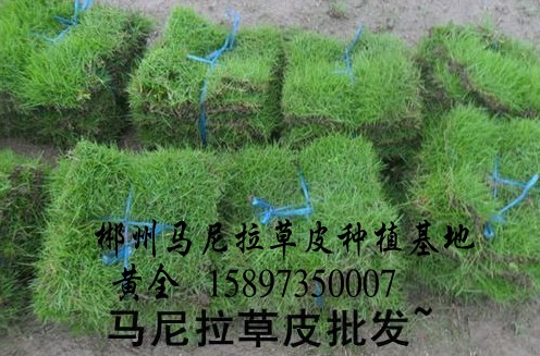 供应嘉兴草皮价格 