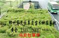 郴州供应江西马尼拉草坪 